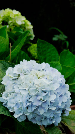 Hydrangea flowers potted landscape plants gardening planting flower background material
