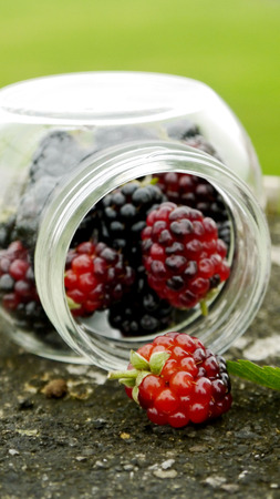 Blackberries Black Raspberry Rubus occidentalis fruit weight loss organicBottleの写真素材