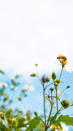 Railway Beggarticks weeds flowers medicinal plants sky blue cloud field Bee