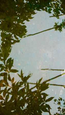 Plant reflection  material blank silhouetteの写真素材