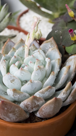 Succulents succulent plants hobbies gardeningの写真素材