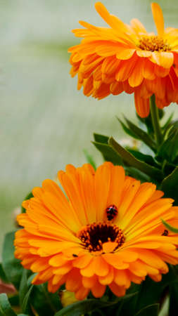 Calendula ladybug Gardeningの写真素材