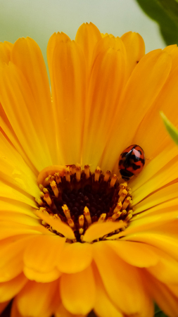 Calendula ladybug macroの写真素材