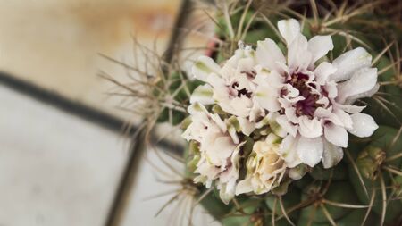 Cactus succulents droughttolerant plants gardeningの写真素材