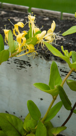 Honeysuckle medicinal plants horticulture flowersの写真素材