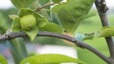 Persimmon fruit organic agricultureの写真素材