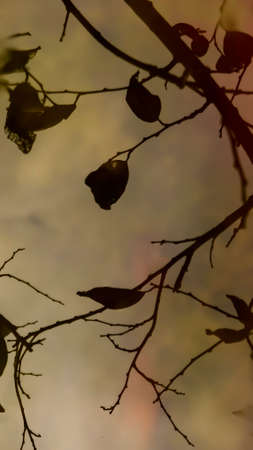 Plant reflection material blank silhouetteの写真素材