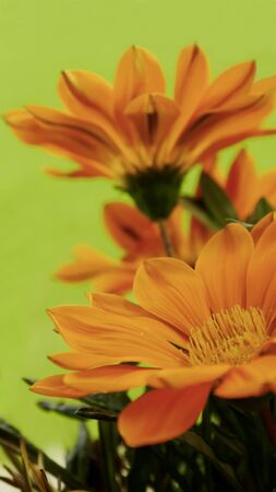 Gazania rigens plants gardening colorfulの写真素材