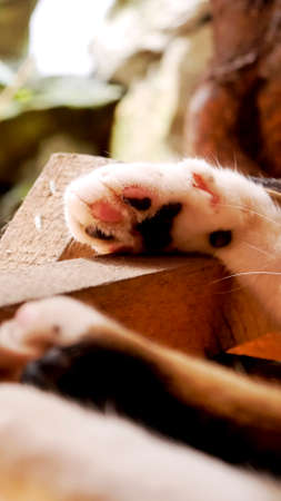 stray cats Sunshine afternoon cute comfortable at easeの写真素材