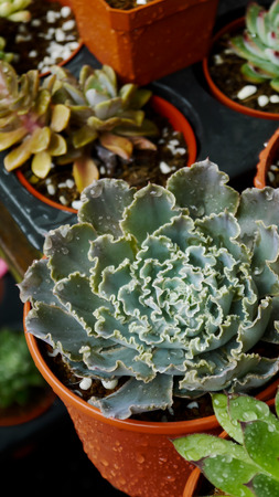 Succulents succulent plants hobbies gardeningの写真素材
