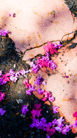 Lagerstroemia speciosa Trees flowers faded background materialの写真素材