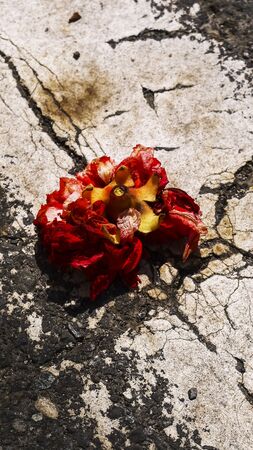 Pomegranate Red flower wither Crackingの写真素材