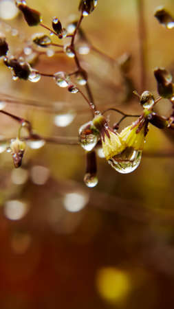 Compositae Field Medicinal Plants Macroの写真素材