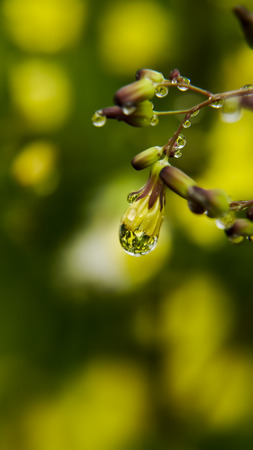 Compositae Field Medicinal Plants Macroの写真素材
