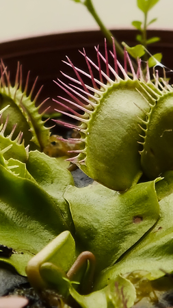 Dionaea muscipula carnivorous plants gardeningの写真素材