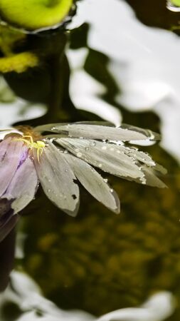 Lotus lotus flower Spiderの写真素材