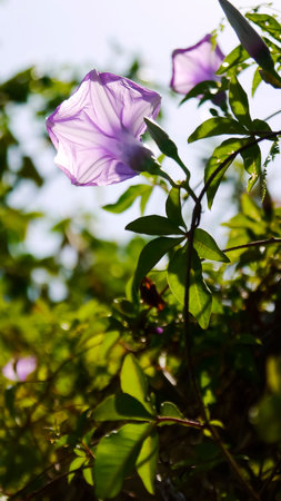 Morning glory purple sunshine backlight vine