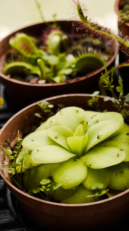 Carnivorous plants flower summer Pinguiculaの写真素材