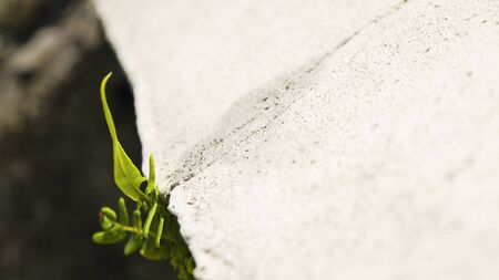Architectural concrete Fern outdoor whiteの写真素材