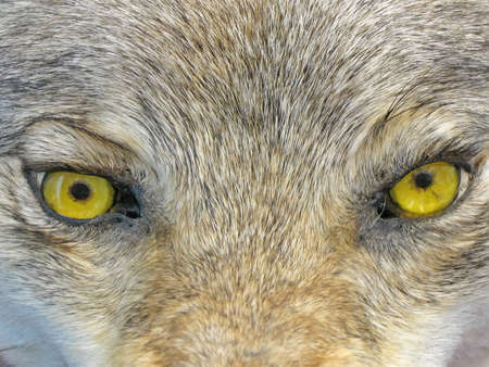 focus on center. yellow wolf eyes. dangerous wild animal nature conceptの写真素材