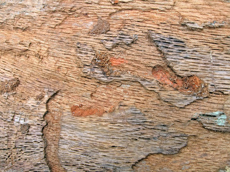 focus on center. natural wood texture closeup, abstract oak tree background details