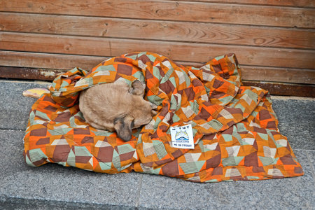 KIEV - DEC 05  Dog sleeps under coverlet on Euro maidan meeting in Kiev on December 05, 2013  Meeting devoted to declining of Ukraine for integration to the European Union のeditorial素材