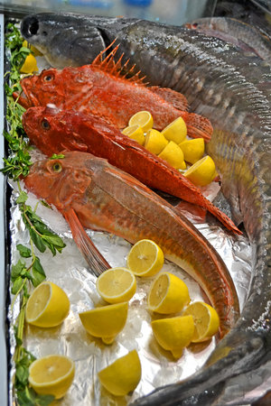 Marine red fish closeup, frozen food diversity