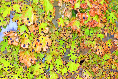 leafs heap with bblack spots damaged by pests, stress forest environment diversity
