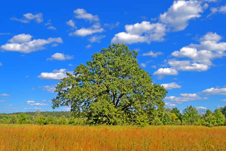 single large green oak tree in the meadow in sunny day, european travel, ecological environment diversityの写真素材