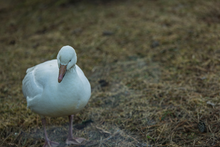 White Duckの写真素材