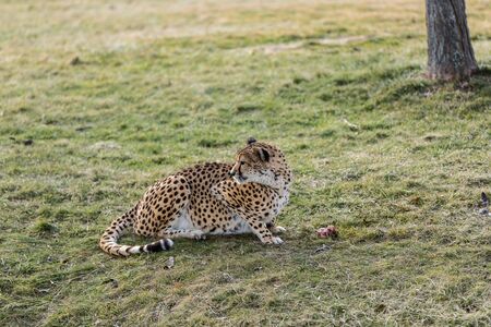 Cheetahの写真素材