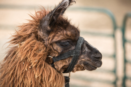 Llamaの写真素材