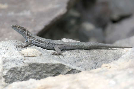 lizard on a hot stoneの写真素材