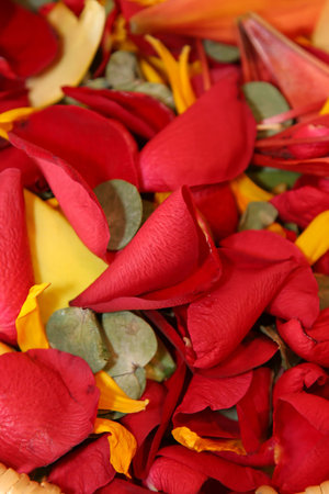 petal and flowers pot-pourri background