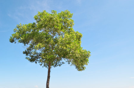giant trees with a blue sky