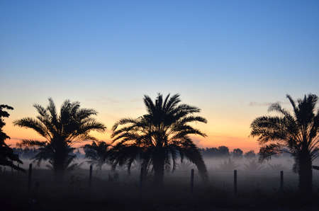 Date palm in the morning.の写真素材