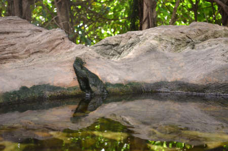 A stream with a tree in the forest.の写真素材