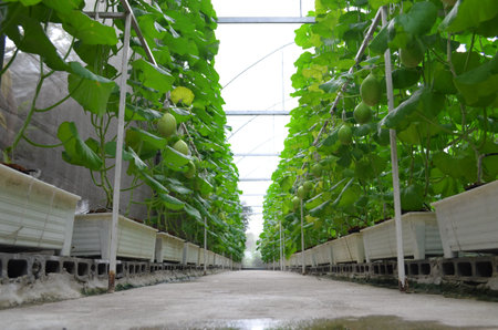 Melon farm in the glasshouse.の写真素材