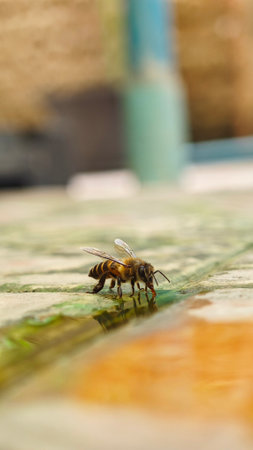 Honey bee on the wooden floor, close-up of a beeの写真素材