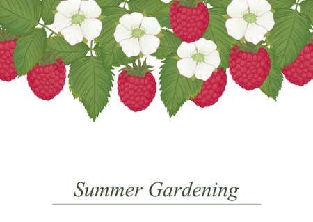 illustration of ripe raspberries, leaves and flowers. Card template with a sample textのイラスト素材