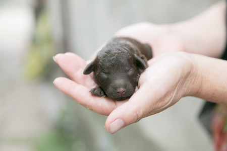 Animalの写真素材