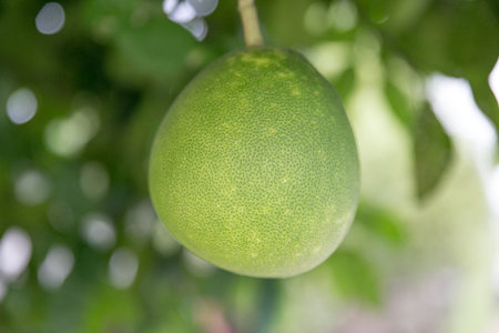 Pomeloの写真素材