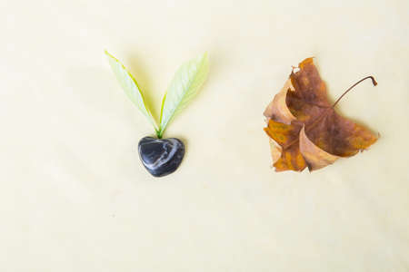 Close up to an orientation of plant isolated on plain background の写真素材