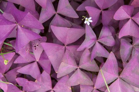 Plantの写真素材