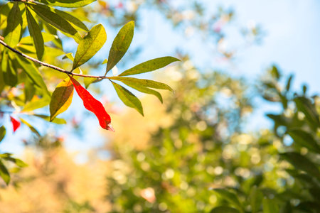 Branches and leaves