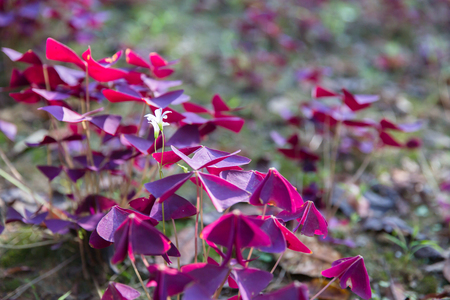 Plantsの写真素材