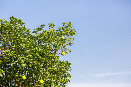 Branchの写真素材