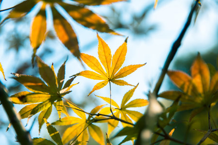 Branches and leaves