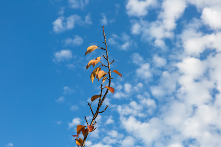 Blue sky and white cloudsの写真素材
