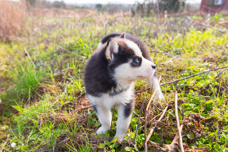 Husky puppy on the lawnの写真素材